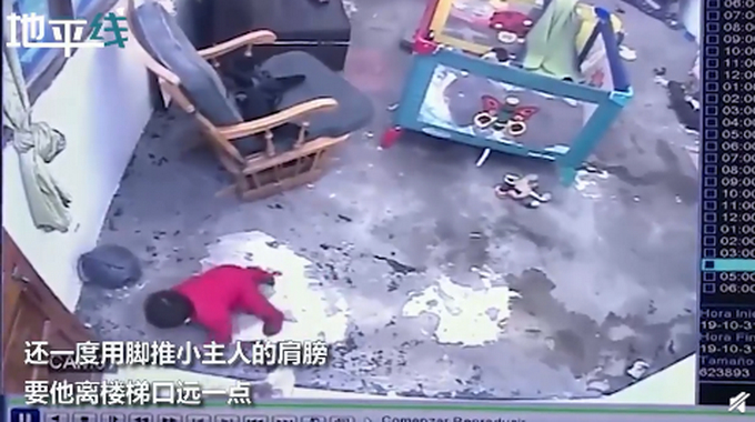 喵星人飞扑救下小主人！网友以为宝宝被咬，结果下一秒感动不已