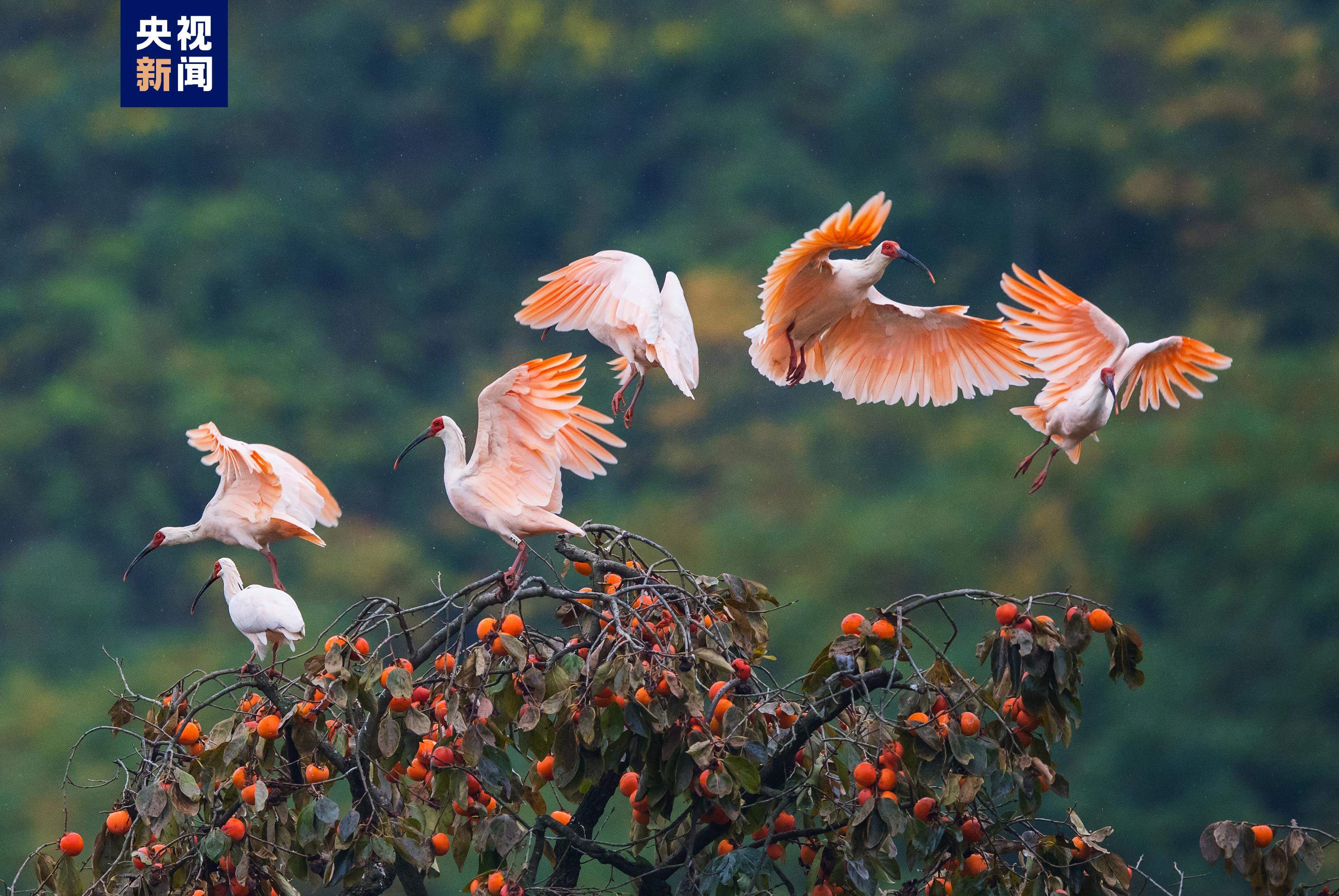 从仅剩7只到破万 朱鹮种群有效摆脱濒危局面