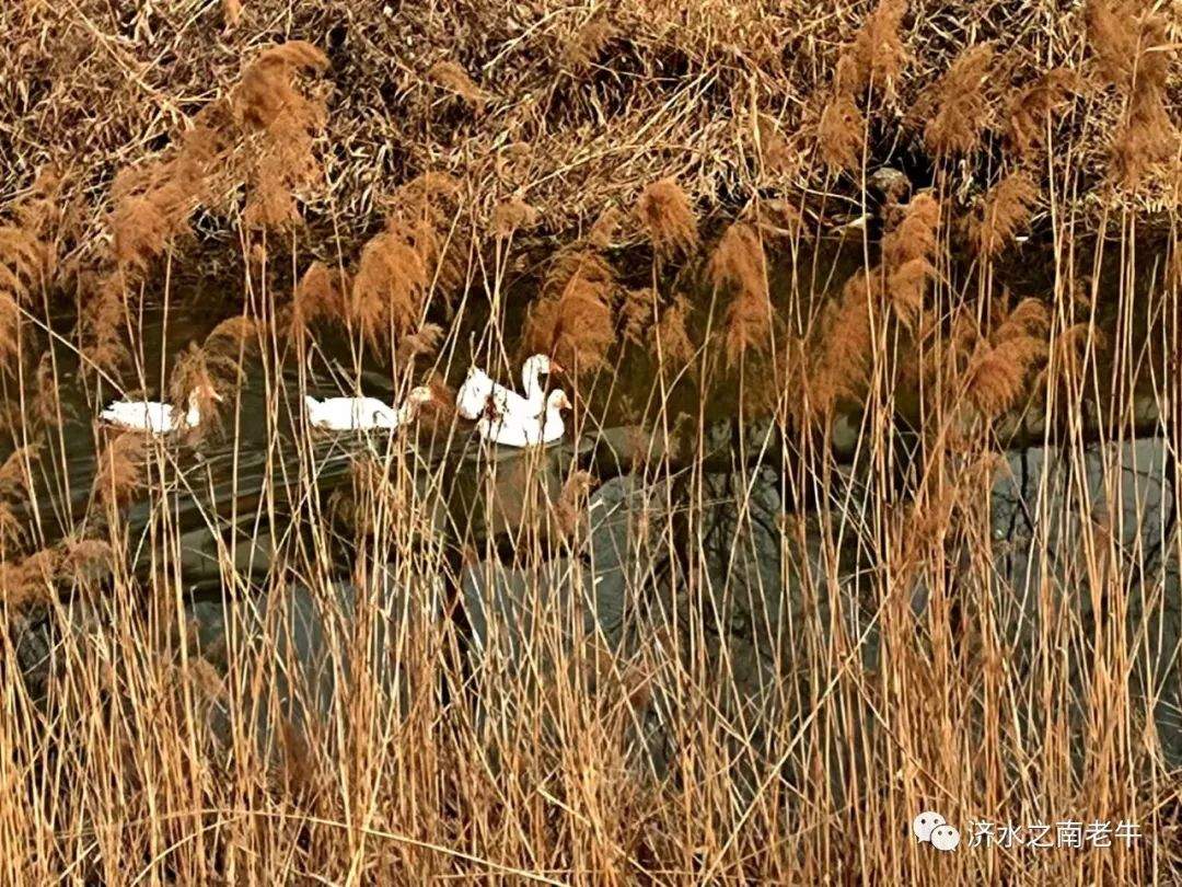 大运河畔有“边城”