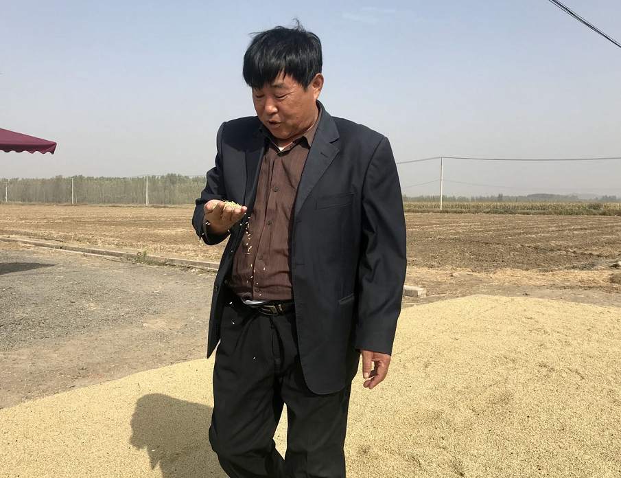 山东有个农民为袁隆平种稻子！他说做梦都没想过能和院士合作