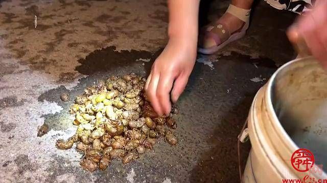 章丘区有个济南市最大的“金蝉村”，完全可实现“煎饼卷爆炒知了猴”美食自由