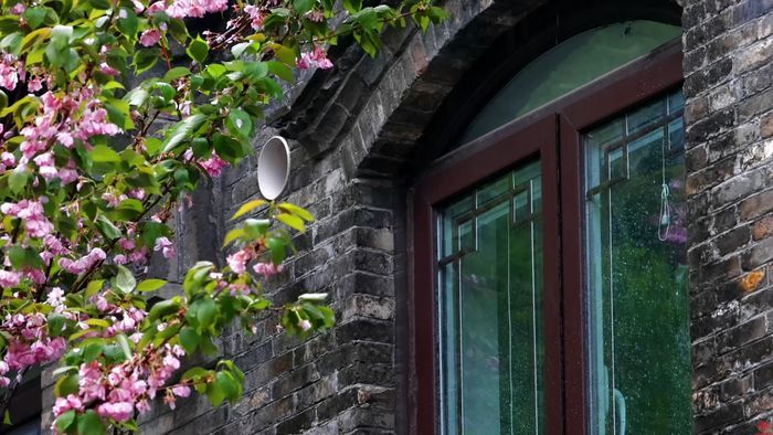 舜视频｜清明时节 杏花春雨 济南变成诗意之城