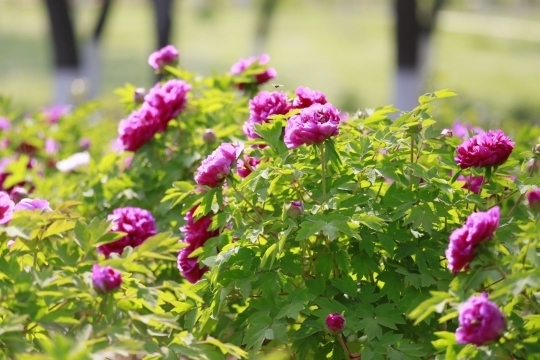 济南植物园牡丹绽放，本周末将迎来最佳观赏期