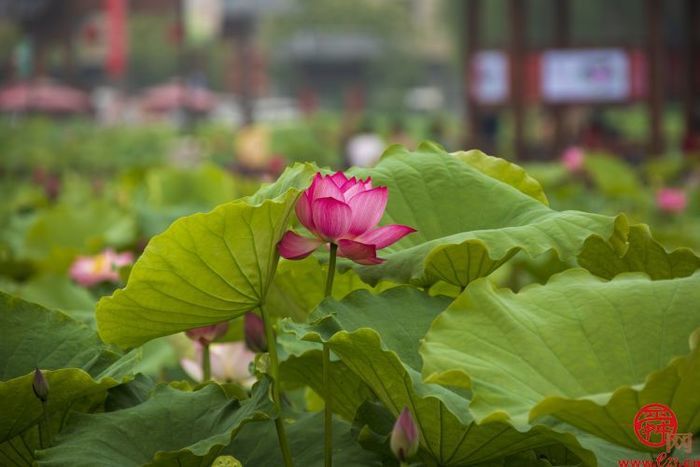 一湖一世界 一水一天堂——五一打卡，白云湖国家湿地公园等您来！