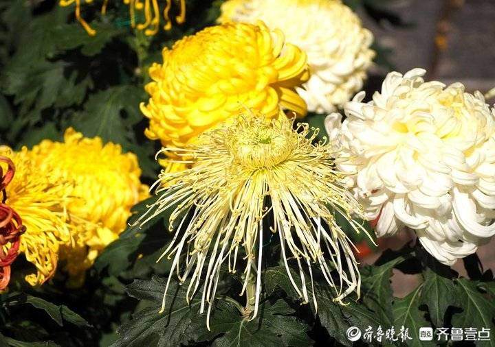 立冬来了，济南趵突泉珍稀品种菊花盛开，很多没见过