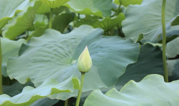 百名青年记者下基层丨归德寻农记：七月流火，共赏曹楼风荷