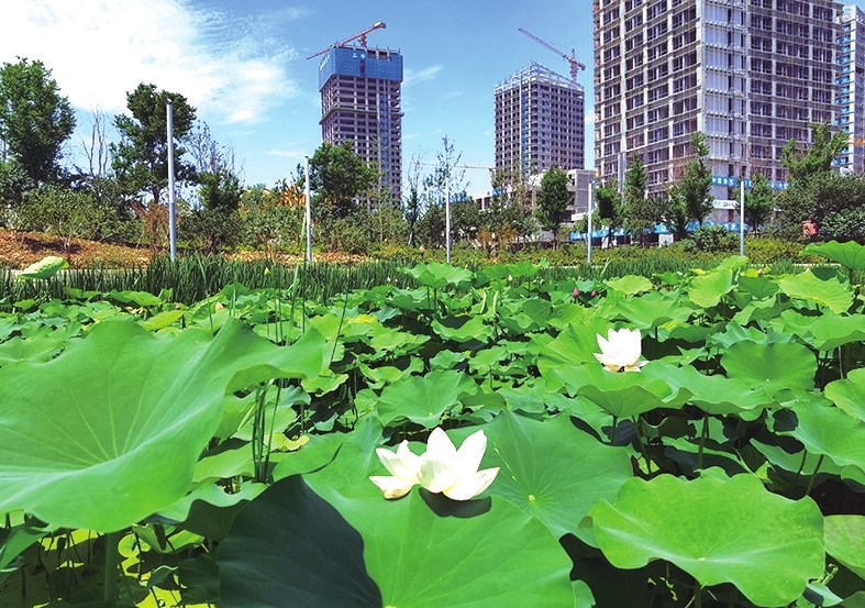 “市花”绽放中央商务区