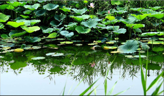 济南新名片！白云湖湿地亮相央视《共和国发展成就巡礼》