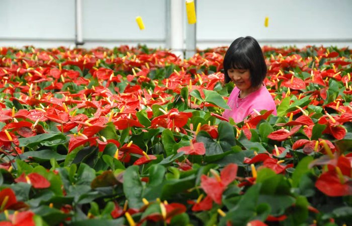 商商、阿河来啦，花博会吉祥物登场