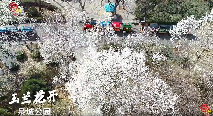 俯瞰济南泉城公园春光醉人