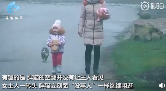 胖猫走路突然起飞360度空翻|【什么操作】胖猫走路突然起飞360度空翻 "老忍者"深藏不露网友看呆了