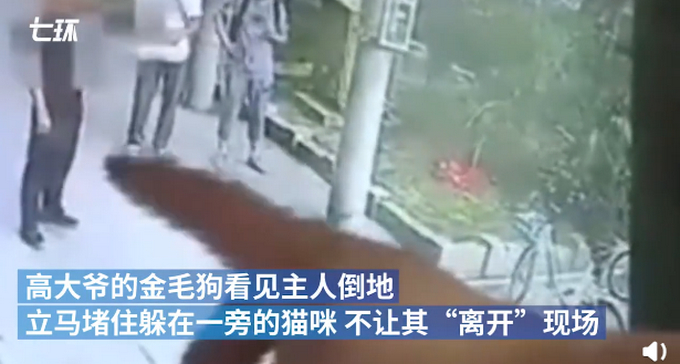 “高空坠猫砸晕老人”后续，猫主人：猫跳楼时我不在，对方要15万太多