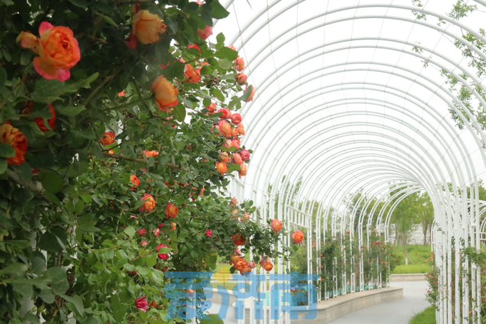 省级名单公示！济钢片区中央森林公园入选城市更新示范项目