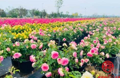 “生态兴”迈上高质量发展新台阶  擦亮生态底色守护槐荫“诗与远方”