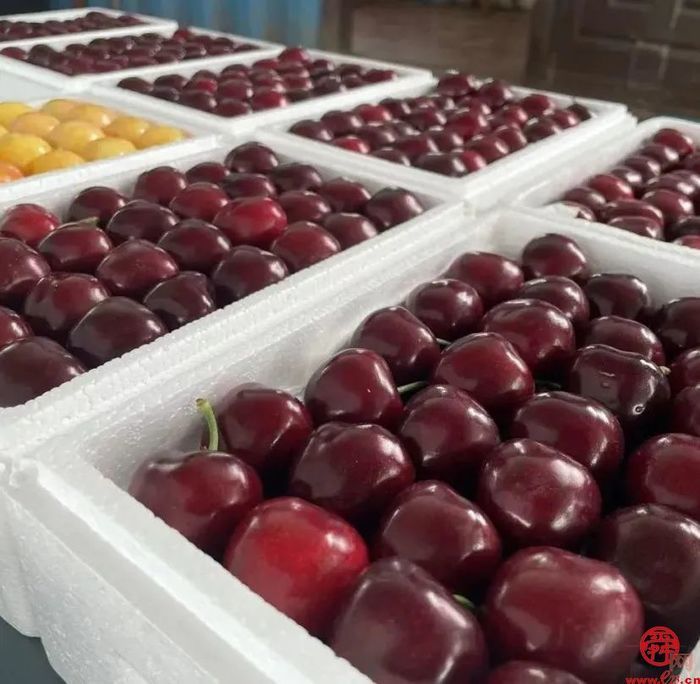 来自济南的樱桃“食”光 品舌尖上那一丝初夏的味道