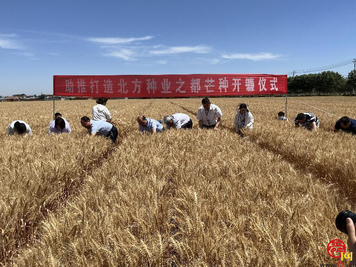 麦粒怎么是蓝色的？“商量”调研组滚滚麦浪中探讨种业发展之道