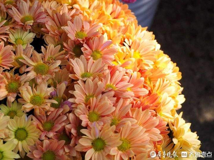 立冬来了，济南趵突泉珍稀品种菊花盛开，很多没见过