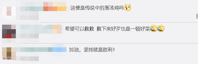 鸡群被洪水围困树枝7天|救了也是死成为盘中餐？鸡群被洪水围困树枝7天 现场实拍图曝光