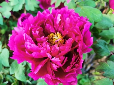 新年至 牡丹开！国花牡丹首次惊艳冬日济南