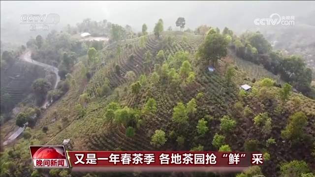 又是一年春茶季 各地茶园抢“鲜”采