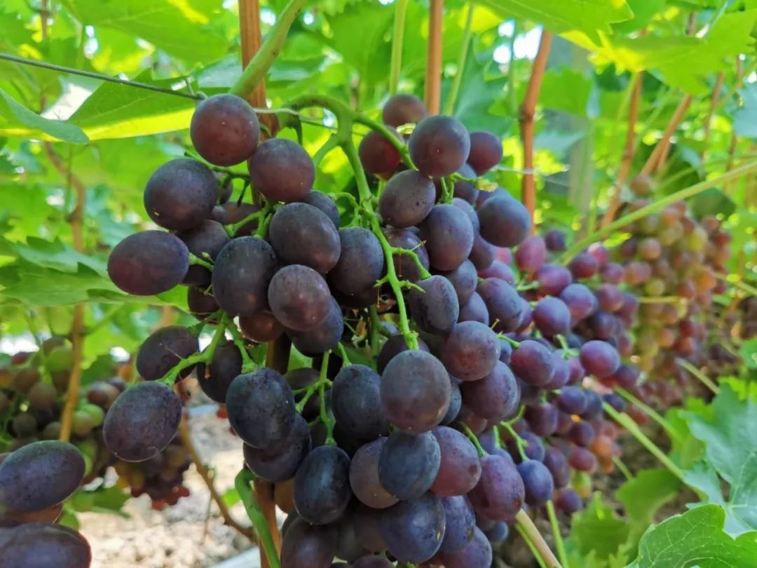 潍坊3万多斤葡萄即将烂在枝头，无人收....求助!!!