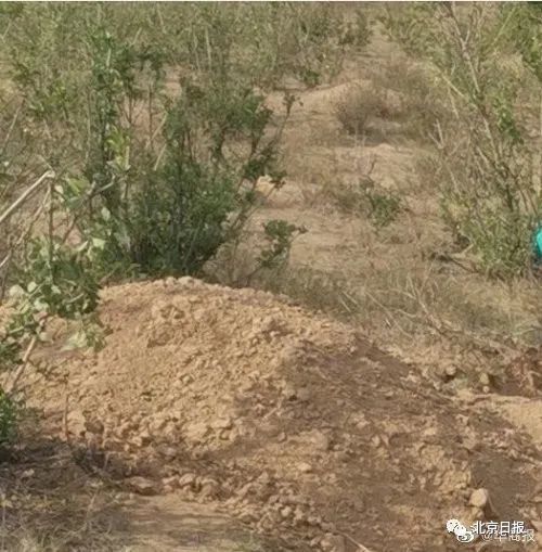 细节公布!警方通报79岁母亲被儿活埋 老人被埋3日生命体征平稳