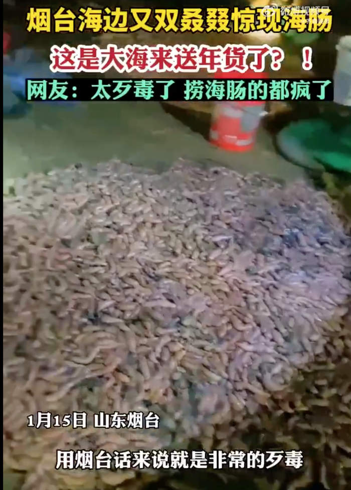 烟台海边再现大量海肠，有人捞一晚上没走 网友：大海送年货了