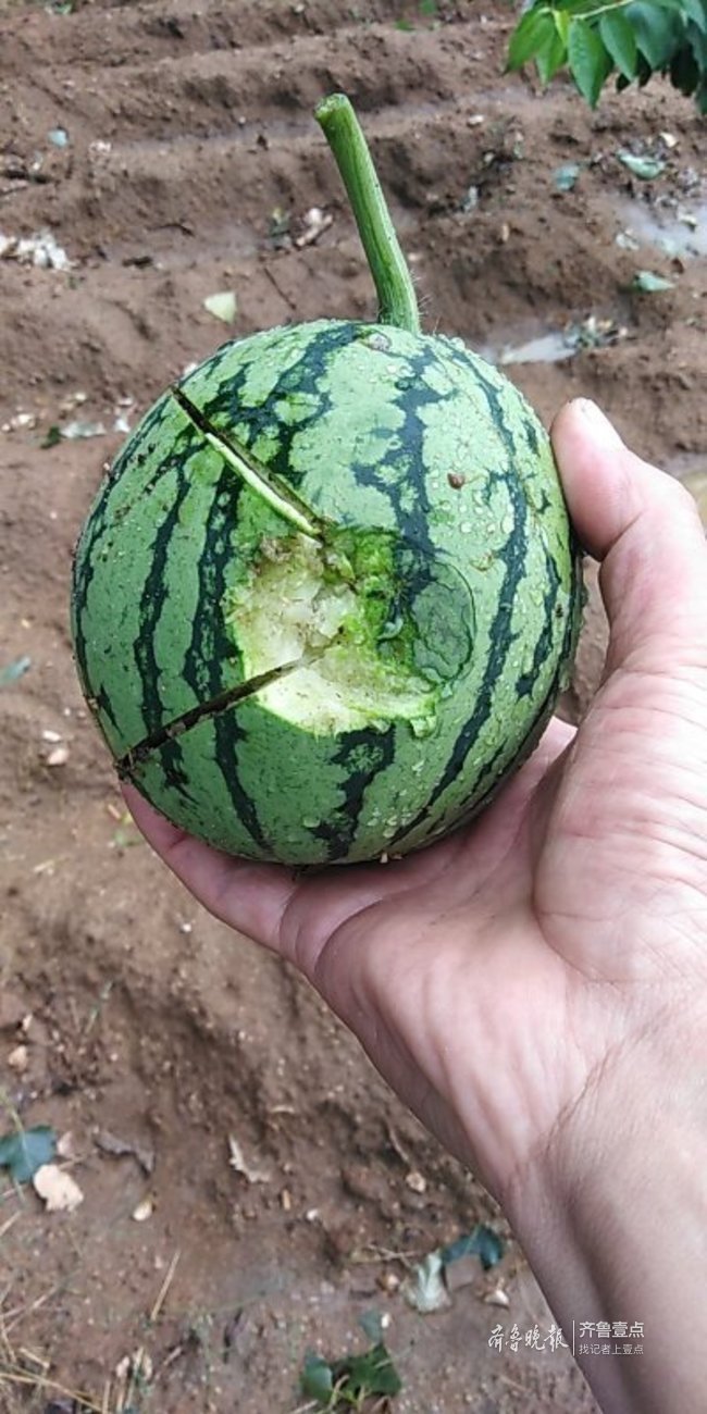 雷暴大风、冰雹！临沂继续发布雷电黄色预警