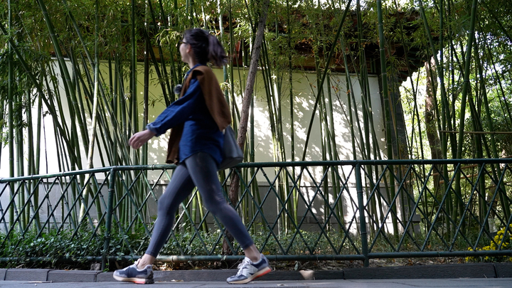 趵突泉不只有“猪鲤”，还有“胖菊”  