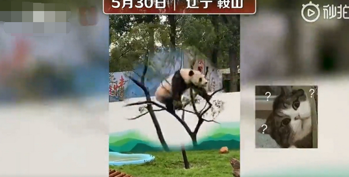大熊猫树上“蹦迪”压断树枝摔得一脸懵圈，网友：虽然很疼但是有点想笑