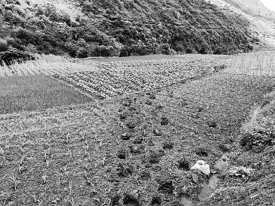 象群为何“流连”这里