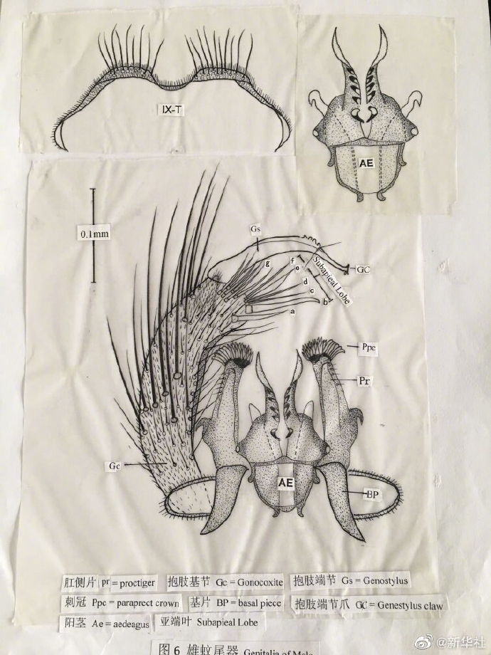 致敬！为了防治疟疾86岁老人研究蚊子70年