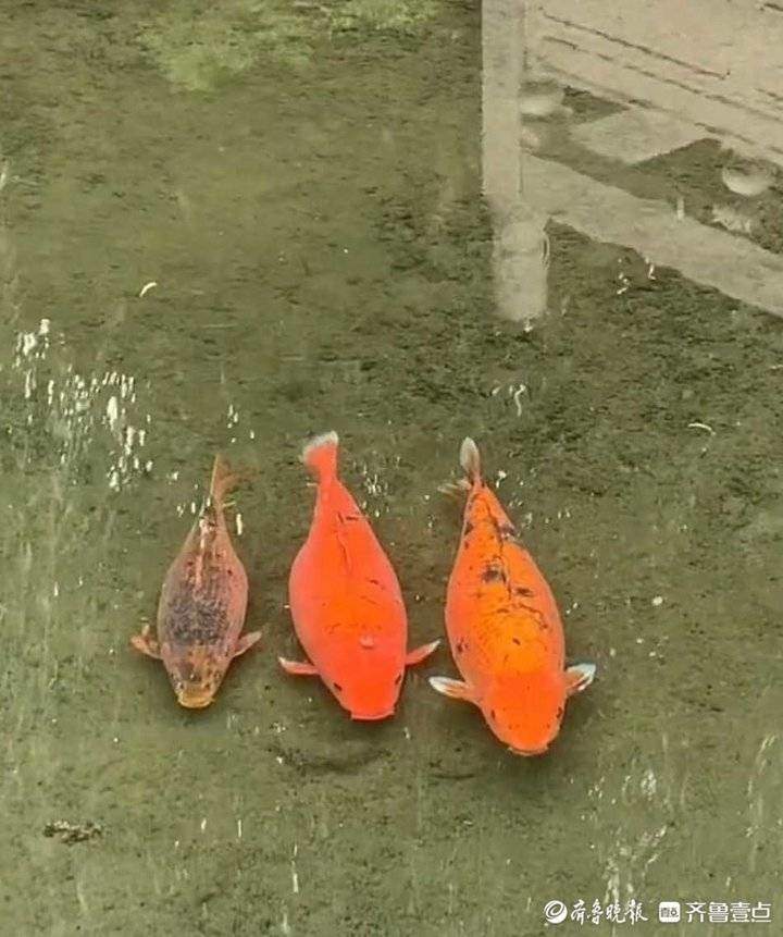 专家揭秘济南“猪鲤plus版”：怀孕了！