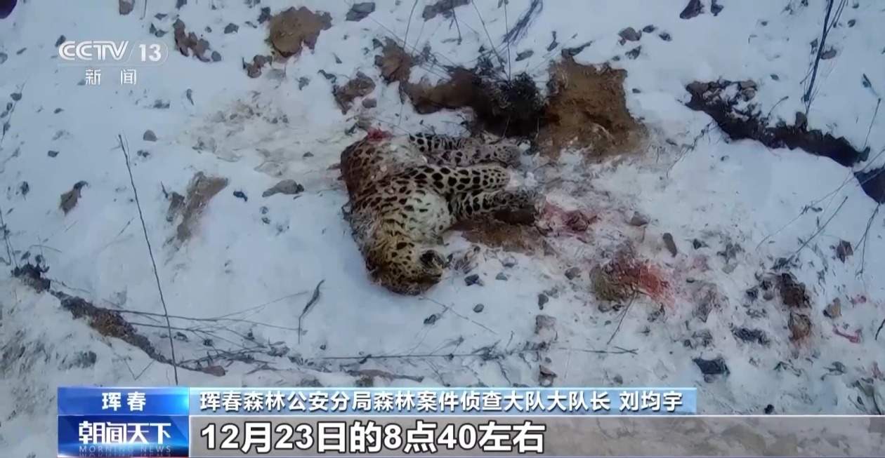 国内首次发现“东北虎捕食东北豹” 警方和专家组揭开事件真相