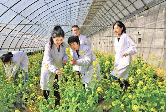 大白菜实现“择偶”自由