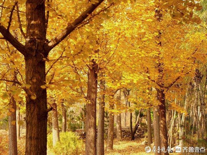 济南东郊乡野小河边，大片银杏树叶随风飘落，美如金色油画