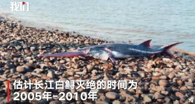 专家称长江白鲟灭绝？IUCN中国代表处：未官宣，6月发结果