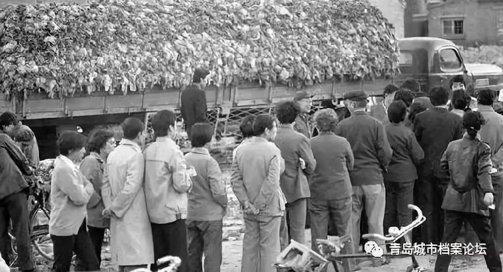 老青岛的冬储大白菜，一个时代的难忘记忆！