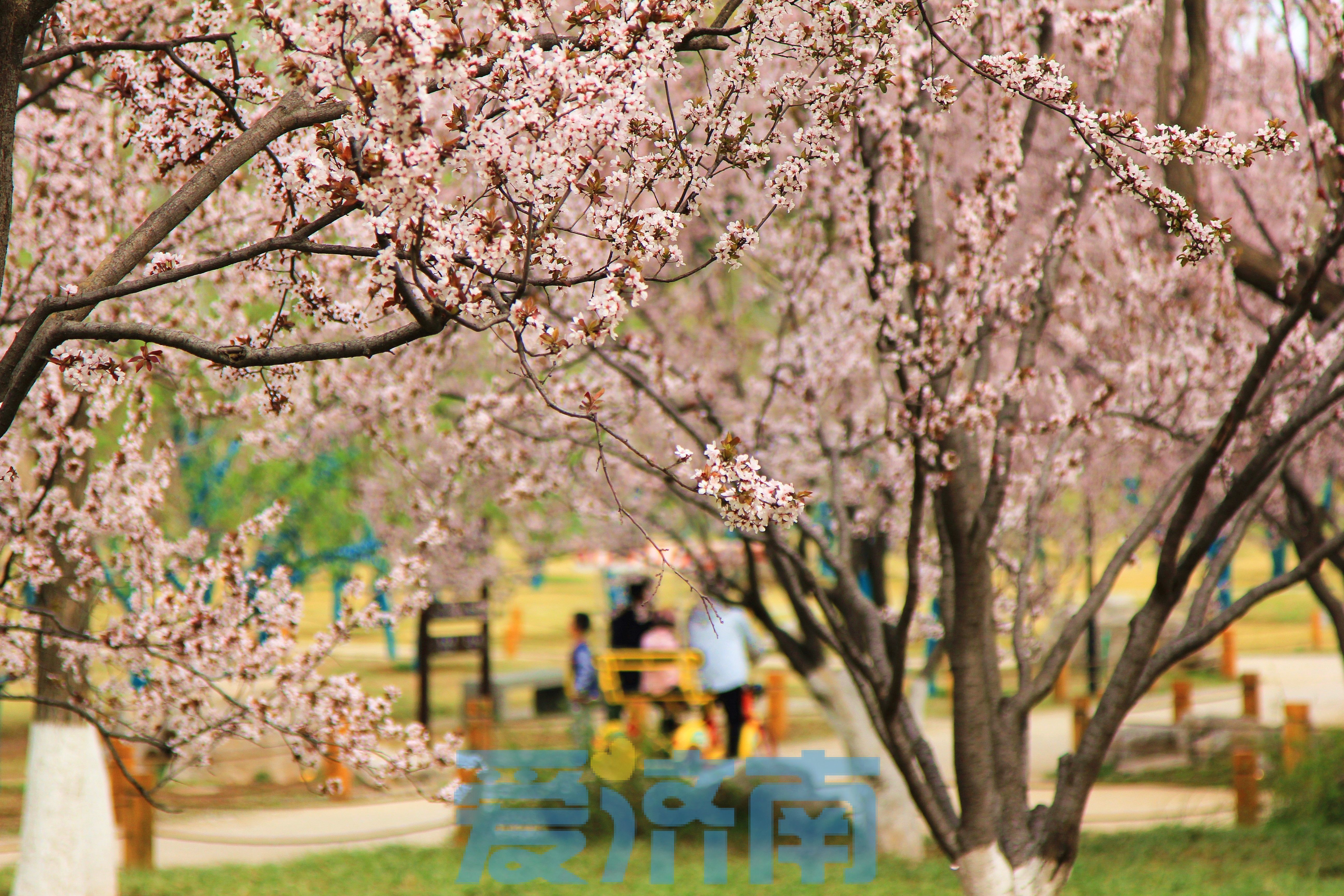 开往春天的公交车来了！济南植物园绿色出行专线载您赏花游