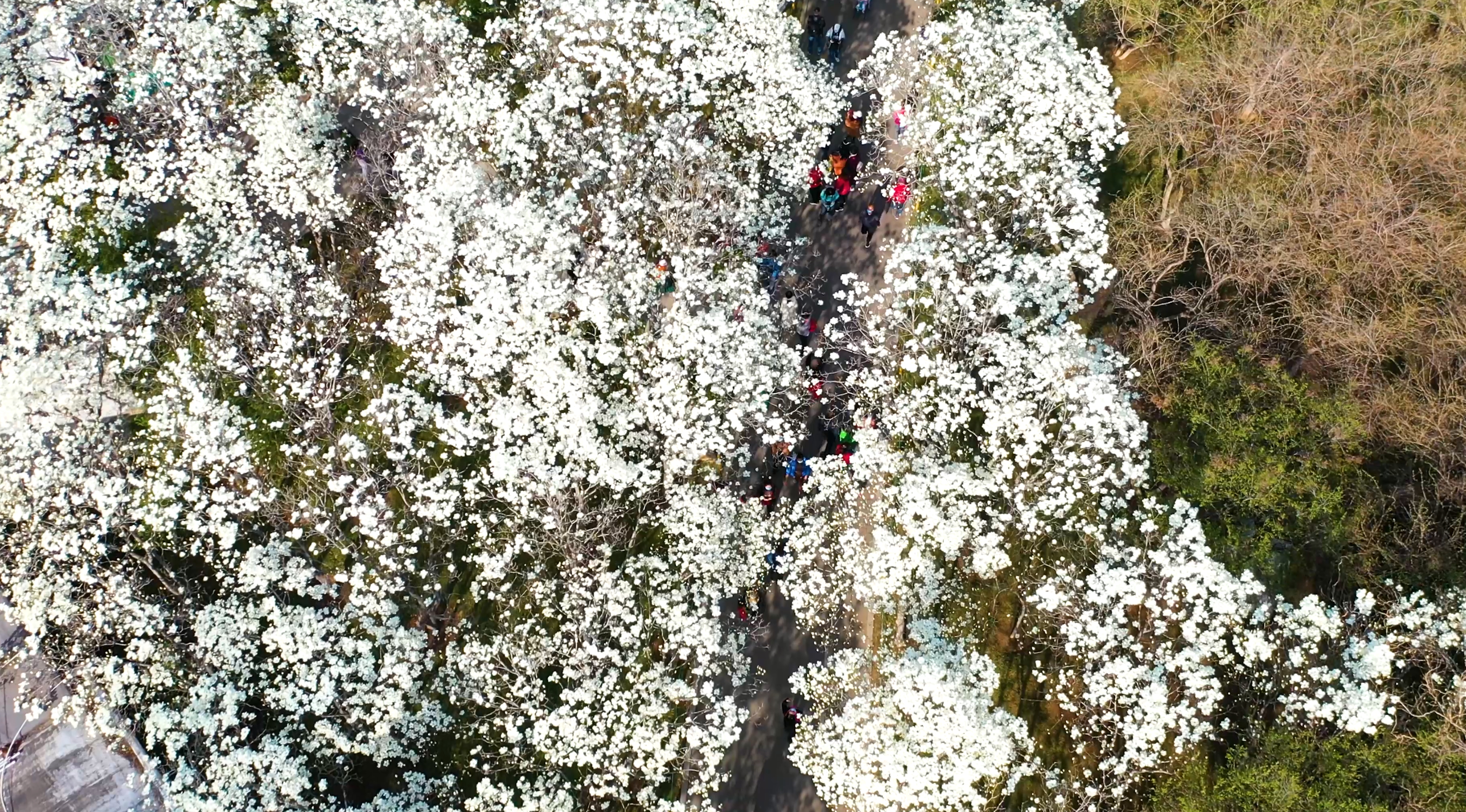 【飞阅泉城】怒放！百花公园 玉兰大道