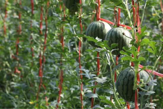 【春耕进行时】回看舜网记者带您走过的这些地方