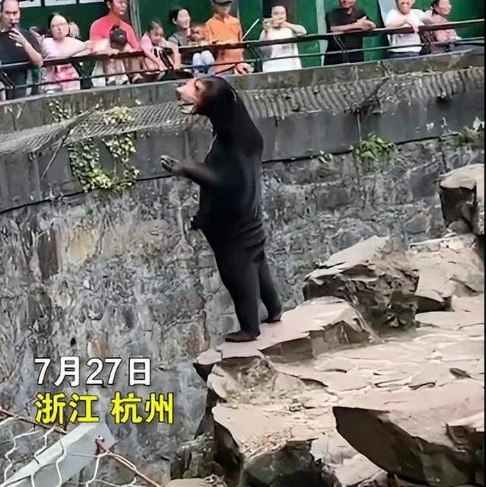 杭州动物园的熊“人里人气”被疑是人扮的 园方回应