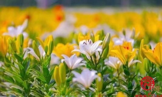 槐荫半马倒计时4天｜玫瑰盛开百合香，最美赛道打造文旅新IP