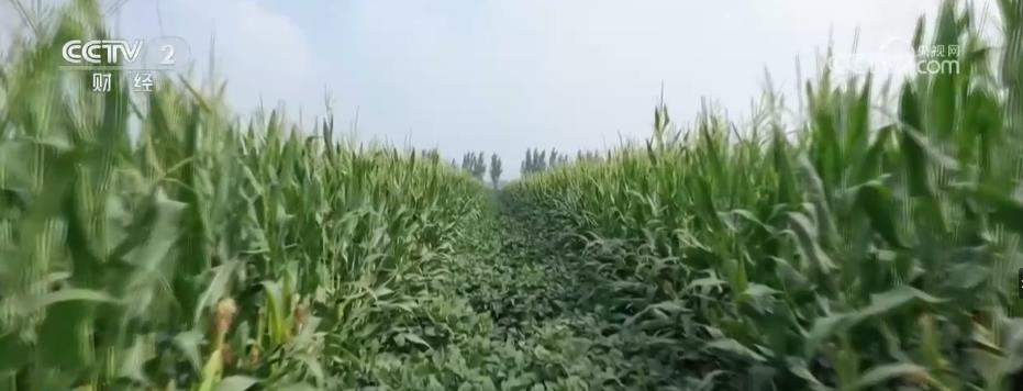 北方重点地区开展玉米大豆“一喷多促” 助力秋粮丰收