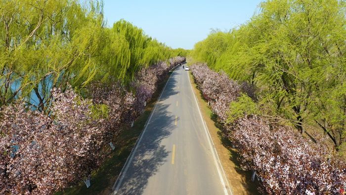 【飞阅泉城】玉清湖翠 花漫长堤