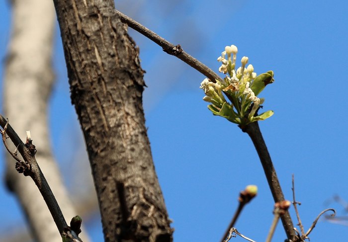 奇！这里的丁香反季含苞吐蕊