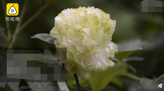 镇园之宝！公园雇保安专门看护1株绿牡丹：1株价格曾达10万