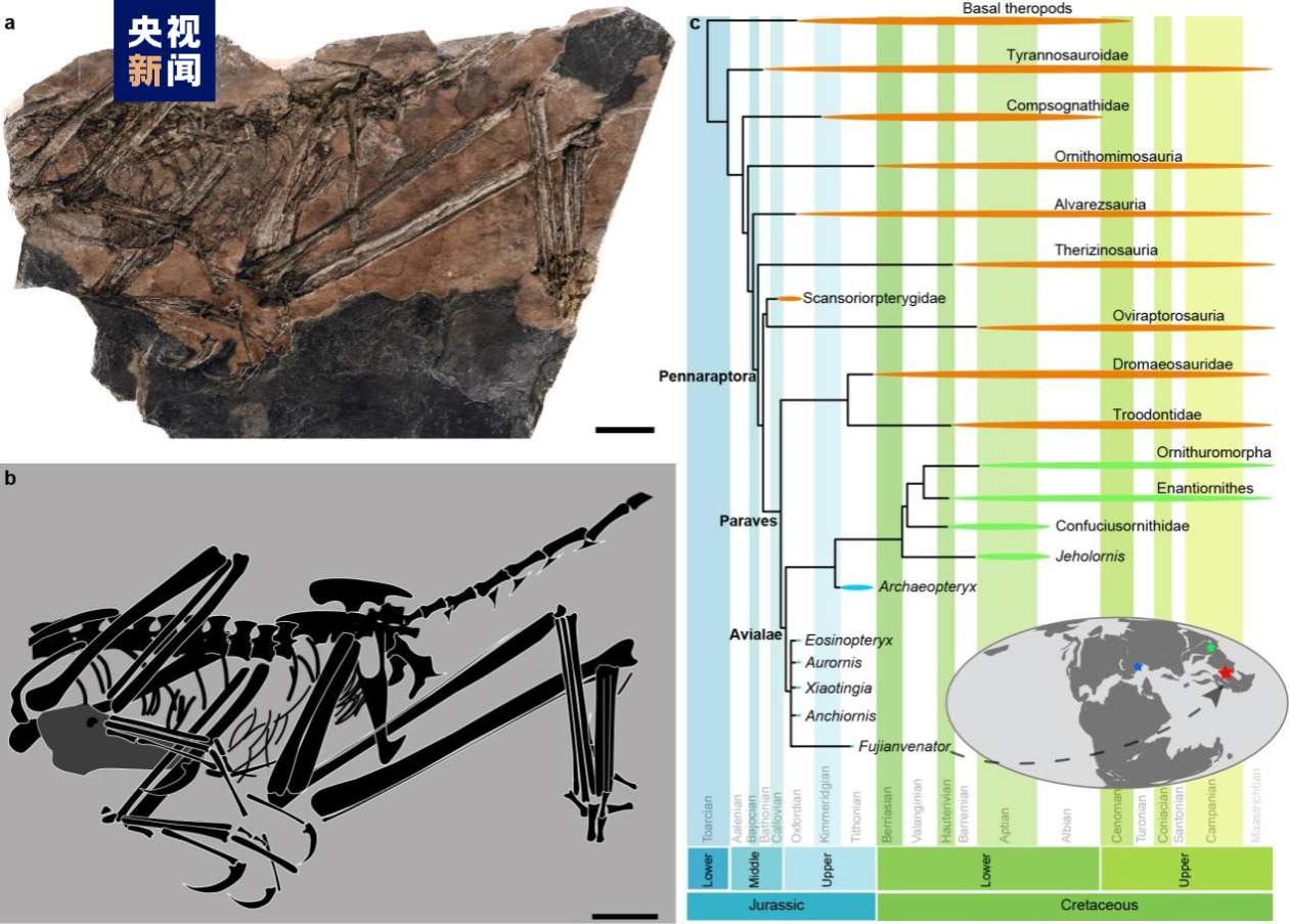 中国发现新的鸟翼类恐龙化石“奇异福建龙”