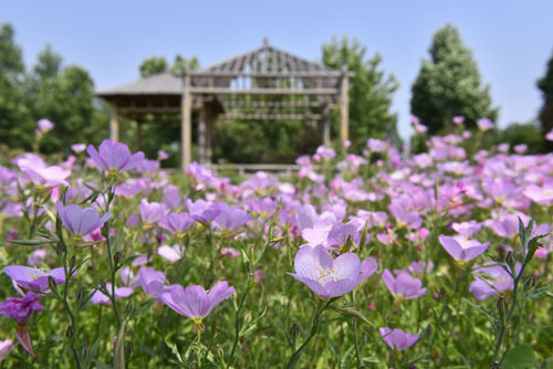 200多种月季花，十几种宿根花 ……寿光花卉新品种丰富城市色彩