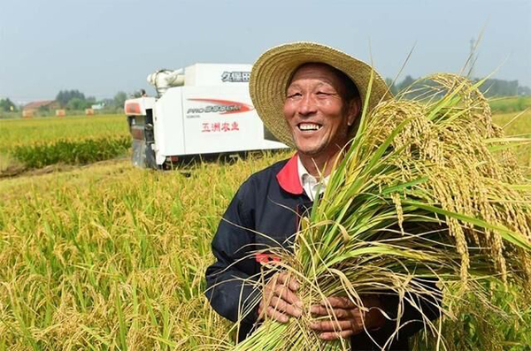 济南吴家堡黄河大米被评为全国名特优新农产品